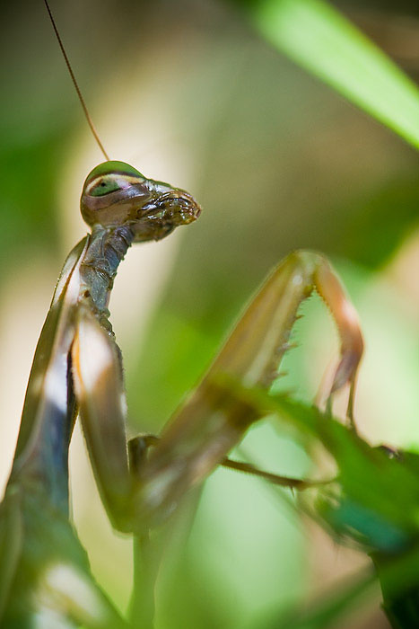 mante religieuse (Mantis religiosa) en portrait